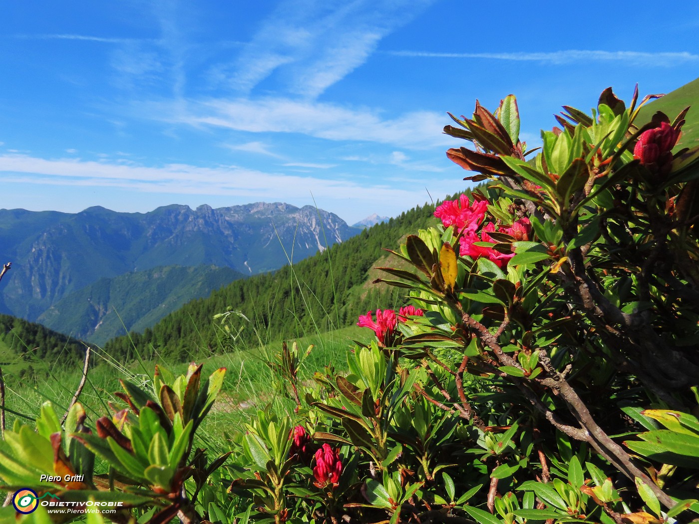14 Rhododendron ferrugineum (Rododendro rosso) .JPG